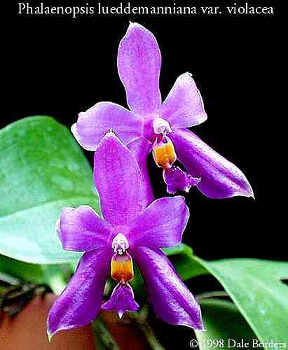 Phalaenopsis lueddemanniana var violacea